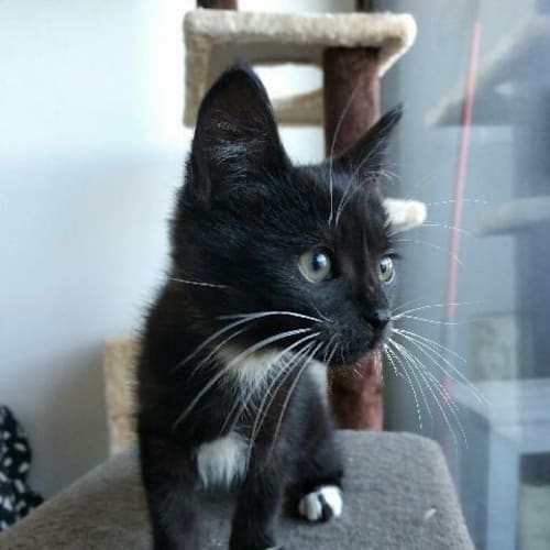 Joffy **2nd Chance Cat Rescue**