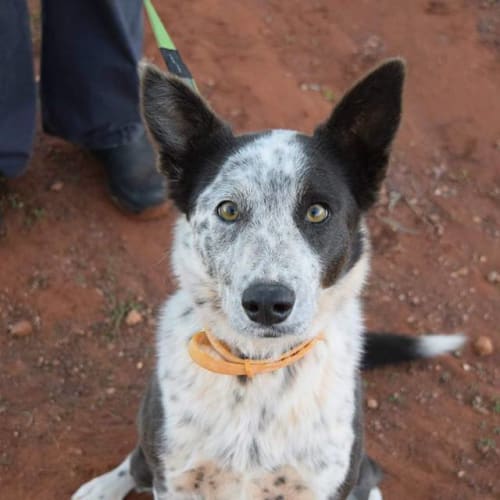 Tippy **App Pending**