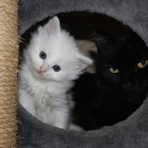 Luna and Lucas (8 week old twins)