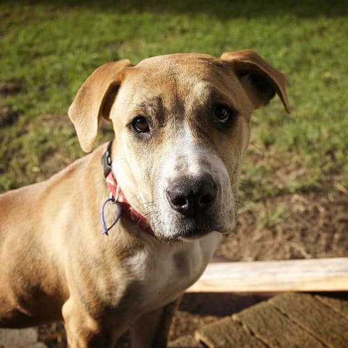 Gypsie ~ 5mo Mastiff x Great Dane on trial 9/7/17