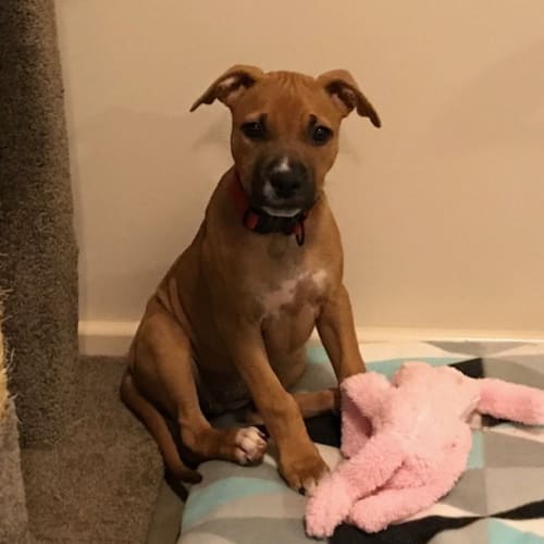 Piglet (Bed46320)