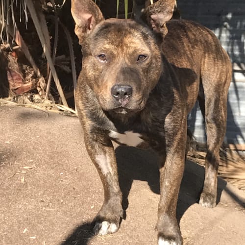 Tank - adoption pending