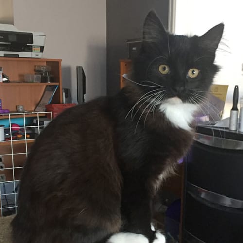 Lylah 🌺 Floofy Love Kitten