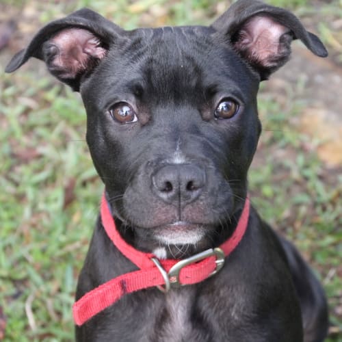 Dobby ~ Staffy x ~ On Trish 25/6/17