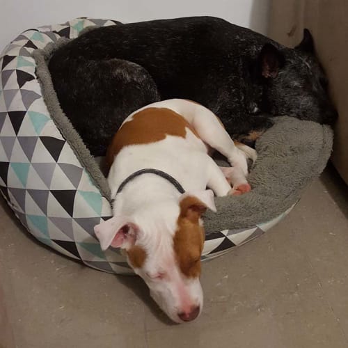 Ziba ~ beautiful staffy (adopted by carer 1/7/17)