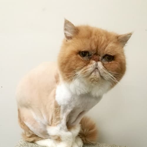 Winston