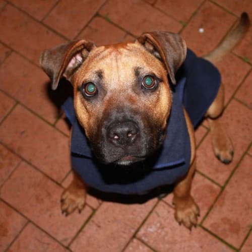 Dex ~ 8mo Boxer x  boy (on trial 26/06/17)