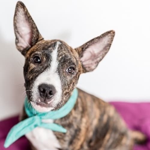Mogwai ~ Staffy x (Adopted 27/7/17)