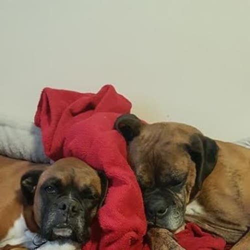Daisey and Rocky 