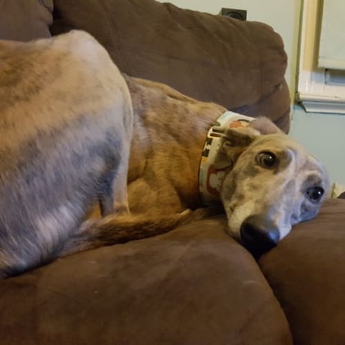 “Nikki”, Just Wants to be Loved. Melbourne