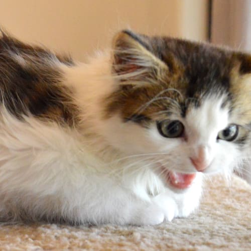 Ljuvab (Loobah) - Gorgeous Love Kitten