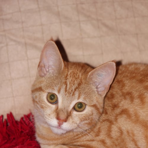 Fry *2nd Chance Cat Rescue*