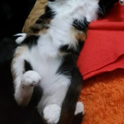 Mia - Stunning Torti!