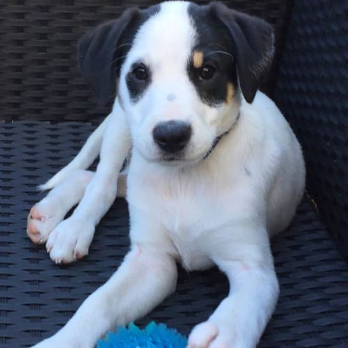 Dante - come & meet me @ Mingara Adoption Day 1/7