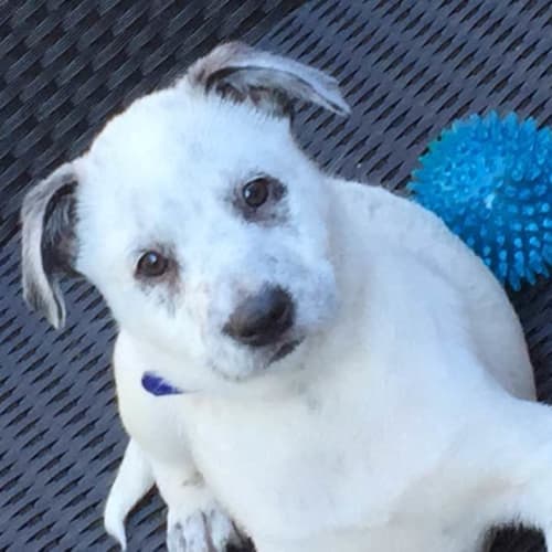 Pepper - come meet me @ Mingara Adoption Day 1/7  