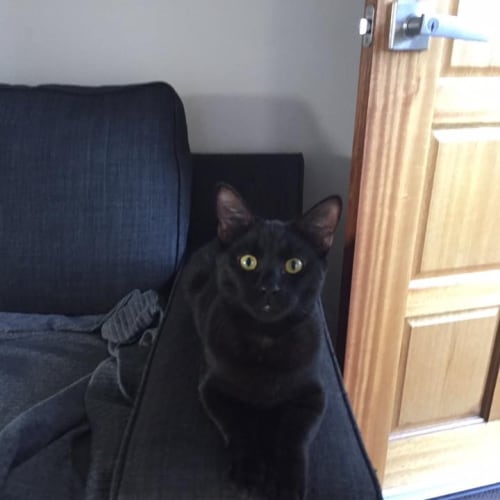 Jet