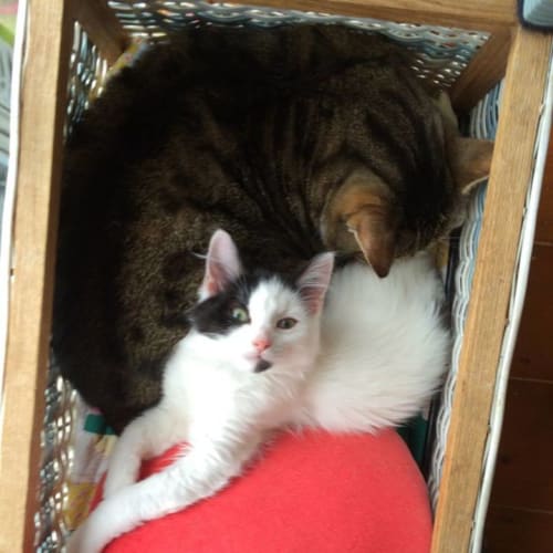 Clarice *2nd Chance Cat Rescue*