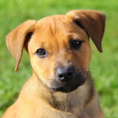 Mya ~ Lab x Mastiff puppy (On Trial 9/7/17)