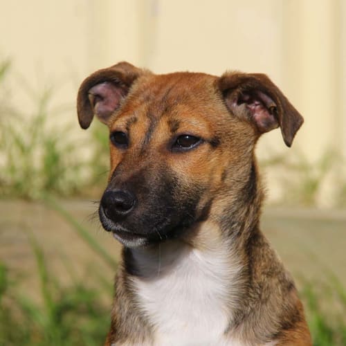 Mardi ~ Jack Russell x puppy (On Trial 9/7/17)