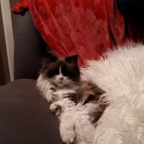 Freya