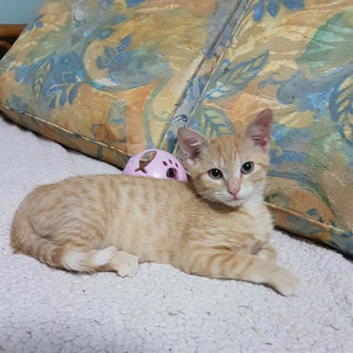 Frankie