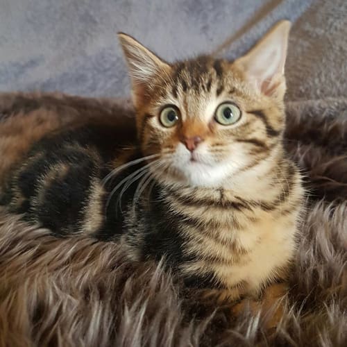 Leena  (special needs)