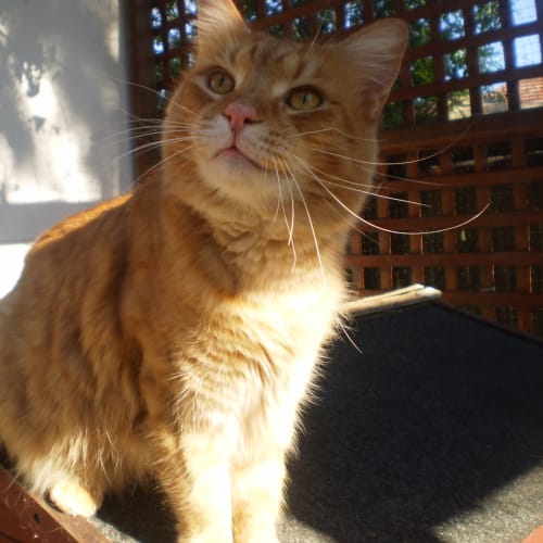 Freddie