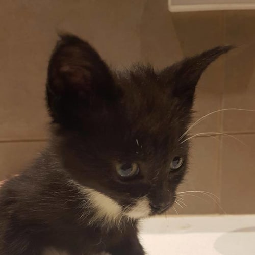 Anthony *2nd Chance Cat Rescue*