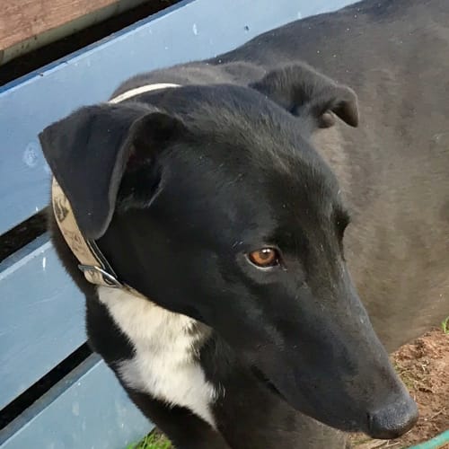 “Jacko”, Gentleman Weirdo, Mildura