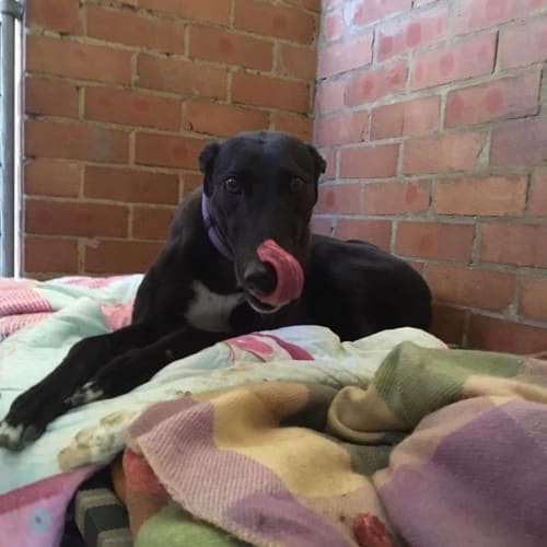 Gypsy (Adoption Pending)