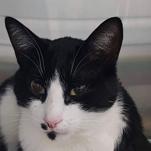 Figaro (Located in Preston)