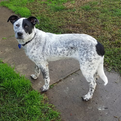 Bailey ~ Cattle dog x (On trial 11/7/17)