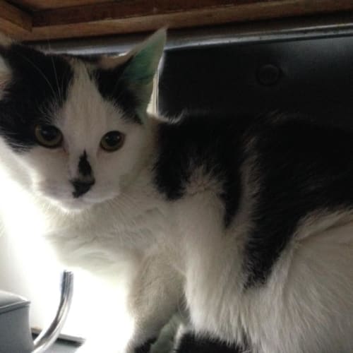 Frankie *2ndChance Cat Rescue*