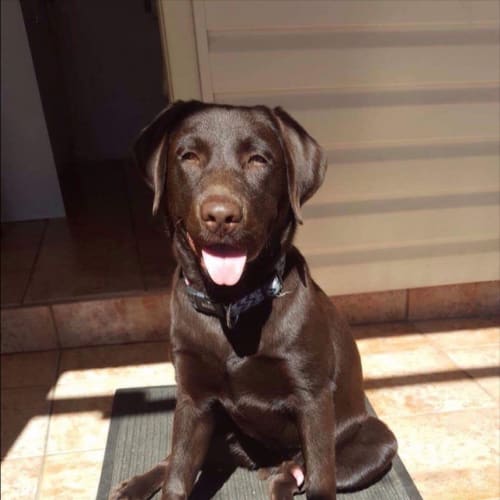 No photo for Zeus ** A Pure Bred Labrador **