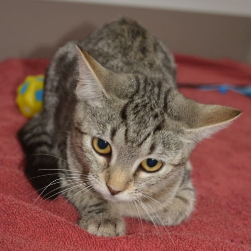 No photo for Cutie Faced Cassie*** Canterbury Pound