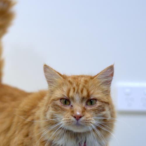 Ginger Goddess Simone at Canterbury Pound looking 