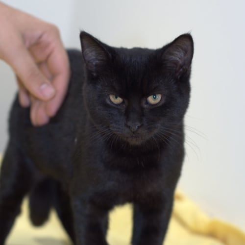 No photo for Handsome Zayne In Canterbury Pound
