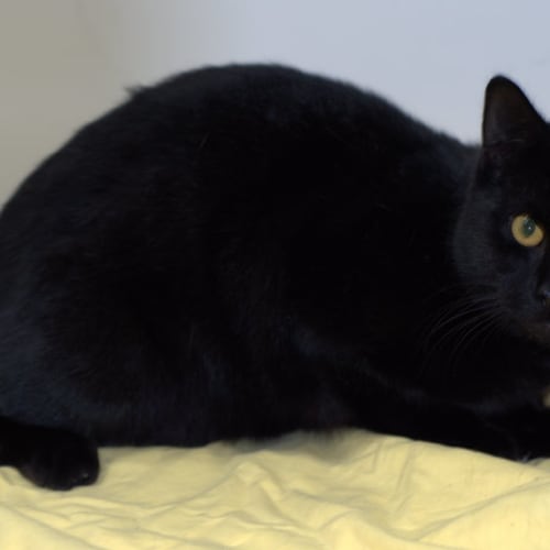 Chilled out Liam** Canterbury Pound