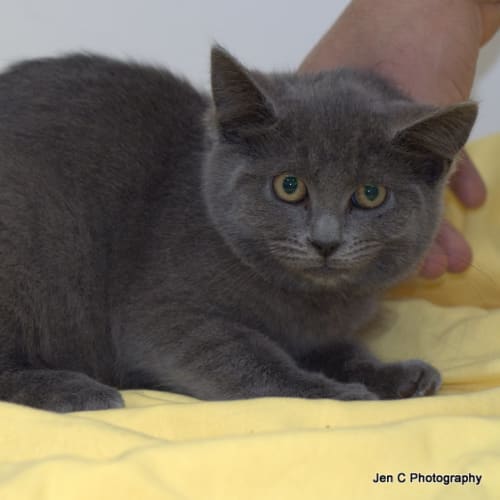 Perrie Loves to Purr and Cuddle- Canterbury Pound