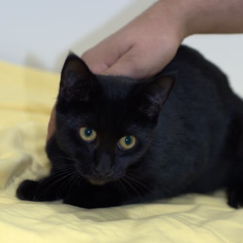No photo for Captivatingly Beautiful Jade  Canterbury Pound