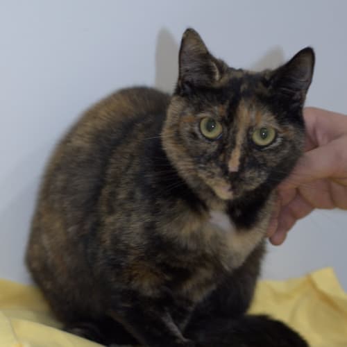 Shy but friendly Leigh-Anne* Canterbury Pound
