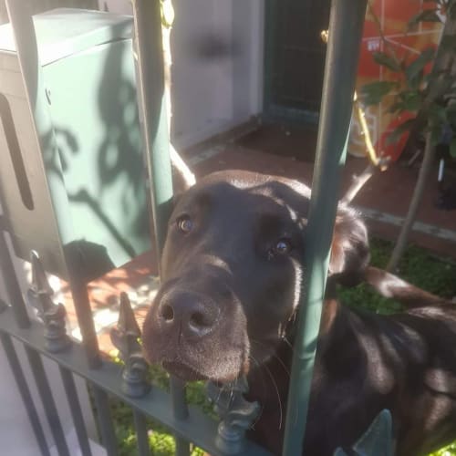 Gracie ** The Best Dog Ever **