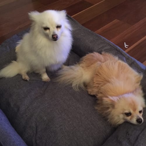 No photo for Mini And Scotty Bonded Pair 