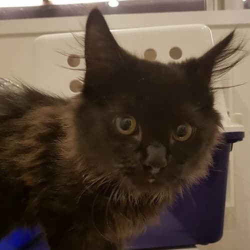 Potter (Meet me at Vets On Parker - Templestowe)