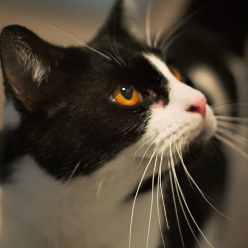 Bobby **2nd Chance Cat Rescue**