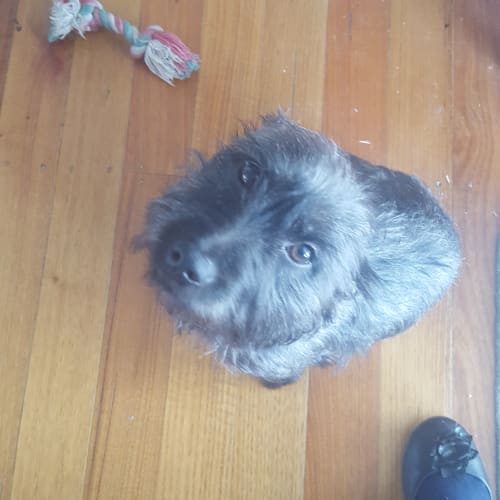 Pippa