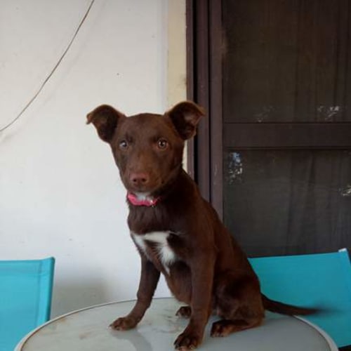Ember