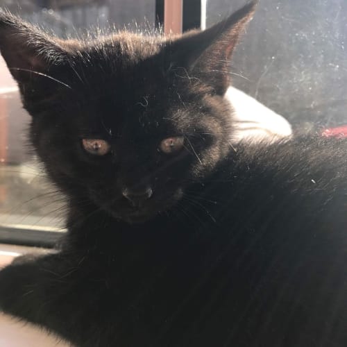 Clove 🌟Adopt me🌟