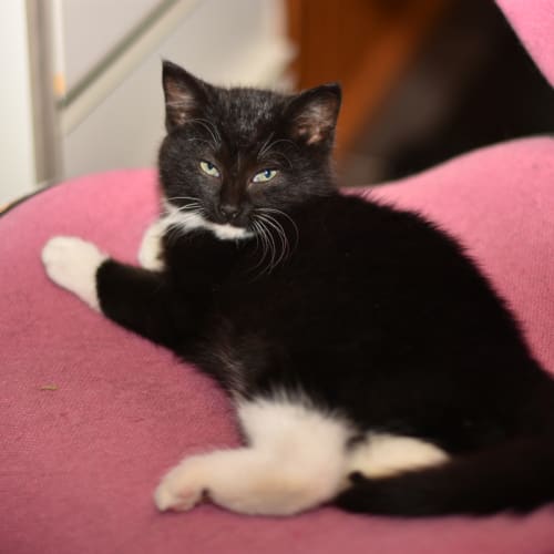McFurry **2nd Chance Cat Rescue**