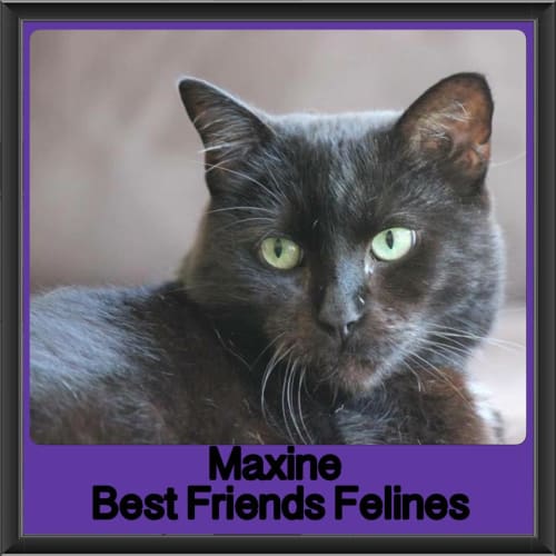 Maxine